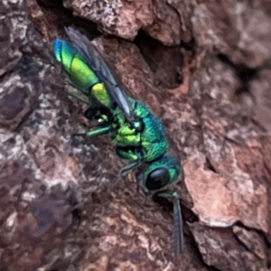 Chrysididae (family) at Mount Pleasant - 7 Apr 2024