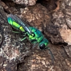 Chrysididae (family) at Mount Pleasant - 7 Apr 2024