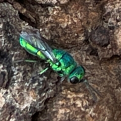 Chrysididae (family) at Mount Pleasant - 7 Apr 2024 02:00 PM