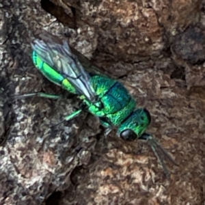 Chrysididae (family) at Mount Pleasant - 7 Apr 2024 02:00 PM