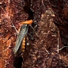 Chauliognathus tricolor (Tricolor soldier beetle) at Mount Ainslie to Black Mountain - 7 Apr 2024 by Hejor1
