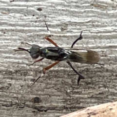 Eupelmidae (family) (Eupelmid wasp) at Mount Ainslie to Black Mountain - 7 Apr 2024 by Hejor1