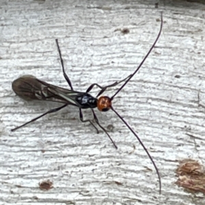 Braconidae (family) at Mount Pleasant - 7 Apr 2024