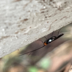 Braconidae (family) at Mount Pleasant - 7 Apr 2024