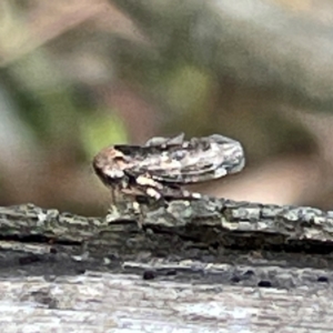 Eurypella tasmaniensis at Mount Pleasant - 7 Apr 2024 02:13 PM