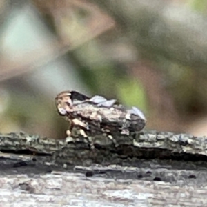 Eurypella tasmaniensis at Mount Pleasant - 7 Apr 2024 02:13 PM