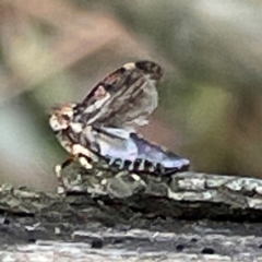 Eurypella tasmaniensis at Mount Pleasant - 7 Apr 2024