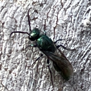 Aglaotilla sp. (genus) at Mount Pleasant - 7 Apr 2024 02:17 PM