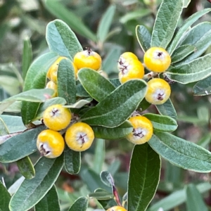 Pyracantha angustifolia at Mount Ainslie to Black Mountain - 7 Apr 2024