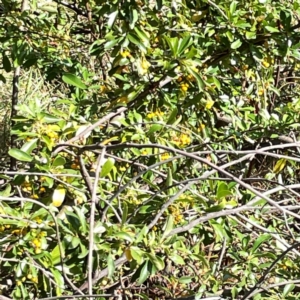 Pyracantha angustifolia at Mount Ainslie to Black Mountain - 7 Apr 2024