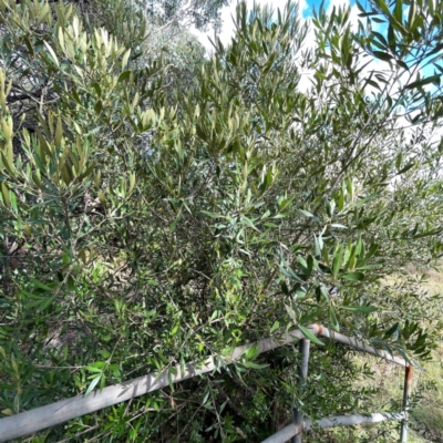 Olea europaea subsp. cuspidata (African Olive) at Mount Ainslie to Black Mountain - 7 Apr 2024 by Hejor1