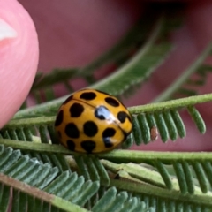 Harmonia conformis (Common Spotted Ladybird) at Campbell, ACT - 7 Apr 2024 by Hejor1