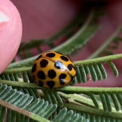 Harmonia conformis (Common Spotted Ladybird) at Mount Ainslie to Black Mountain - 7 Apr 2024 by Hejor1
