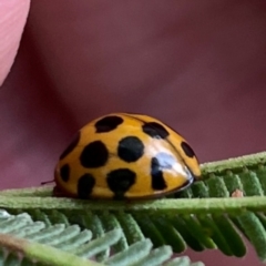 Harmonia conformis at Mount Ainslie to Black Mountain - 7 Apr 2024 02:26 PM