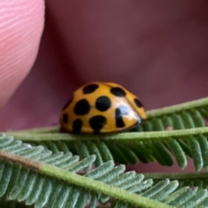 Harmonia conformis at Mount Ainslie to Black Mountain - 7 Apr 2024 02:26 PM