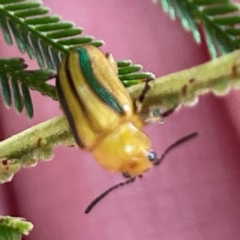 Calomela juncta (Leaf beetle) at Mount Ainslie to Black Mountain - 7 Apr 2024 by Hejor1