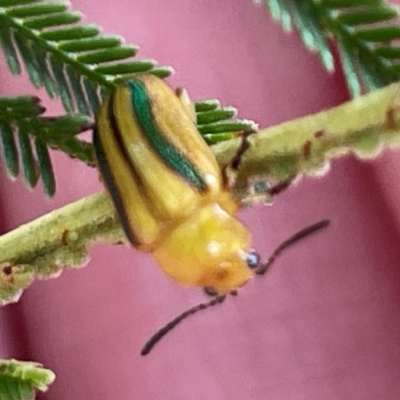 Calomela juncta (Leaf beetle) at Mount Ainslie to Black Mountain - 7 Apr 2024 by Hejor1