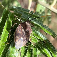 Poecilometis strigatus (Gum Tree Shield Bug) at Mount Ainslie to Black Mountain - 7 Apr 2024 by Hejor1