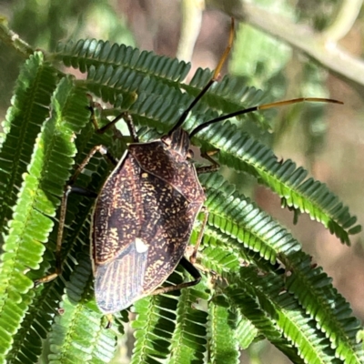 Poecilometis strigatus (Gum Tree Shield Bug) at Campbell, ACT - 7 Apr 2024 by Hejor1