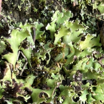 Unidentified Lichen at Campbell, ACT - 7 Apr 2024 by Hejor1