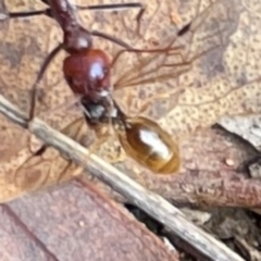 Formicidae (family) (Unidentified ant) at Campbell, ACT - 7 Apr 2024 by Hejor1