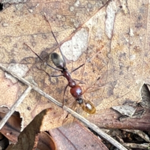 Formicidae (family) at Mount Ainslie to Black Mountain - 7 Apr 2024