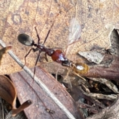 Monomorium / Chelaner (genus group) at Mount Ainslie to Black Mountain - 7 Apr 2024 02:34 PM