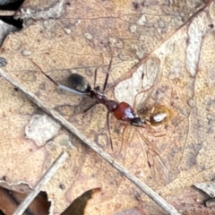 Formicidae (family) at Mount Ainslie to Black Mountain - 7 Apr 2024