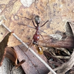 Formicidae (family) at Mount Ainslie to Black Mountain - 7 Apr 2024