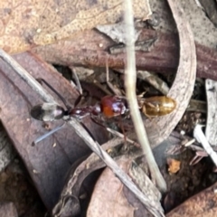 Iridomyrmex purpureus (Meat Ant) at Mount Ainslie to Black Mountain - 7 Apr 2024 by Hejor1