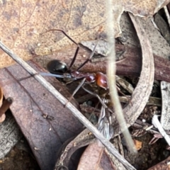 Iridomyrmex purpureus at Mount Ainslie to Black Mountain - 7 Apr 2024 02:34 PM