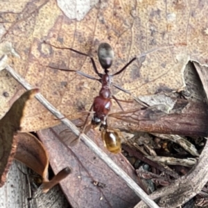 Iridomyrmex purpureus at Mount Ainslie to Black Mountain - 7 Apr 2024 02:34 PM