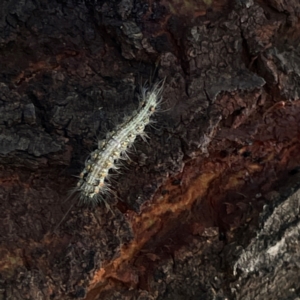 Anestia (genus) at Mount Ainslie to Black Mountain - 7 Apr 2024 02:43 PM