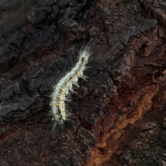 Anestia (genus) at Mount Ainslie to Black Mountain - 7 Apr 2024