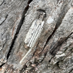Clania ignobilis (Faggot Case Moth) at Mount Ainslie to Black Mountain - 7 Apr 2024 by Hejor1