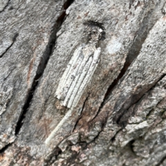 Clania ignobilis (Faggot Case Moth) at Campbell, ACT - 7 Apr 2024 by Hejor1