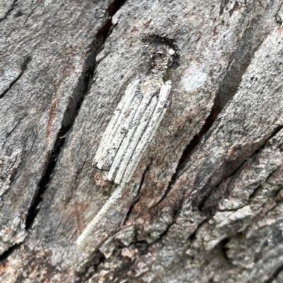 Clania ignobilis (Faggot Case Moth) at Campbell, ACT - 7 Apr 2024 by Hejor1