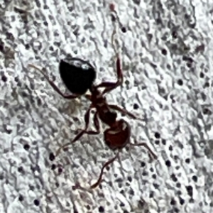 Crematogaster sp. (genus) at Mount Ainslie to Black Mountain - 7 Apr 2024 02:50 PM