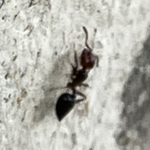 Crematogaster sp. (genus) at Mount Ainslie to Black Mountain - 7 Apr 2024 02:50 PM