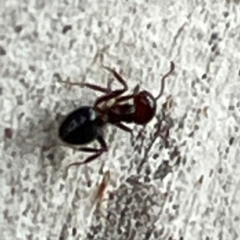 Crematogaster sp. (genus) at Mount Ainslie to Black Mountain - 7 Apr 2024 02:50 PM