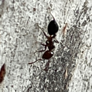 Crematogaster sp. (genus) at Mount Ainslie to Black Mountain - 7 Apr 2024 02:50 PM