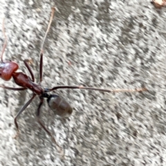 Iridomyrmex purpureus (Meat Ant) at Mount Ainslie to Black Mountain - 7 Apr 2024 by Hejor1
