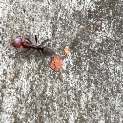 Iridomyrmex purpureus at Mount Ainslie to Black Mountain - 7 Apr 2024