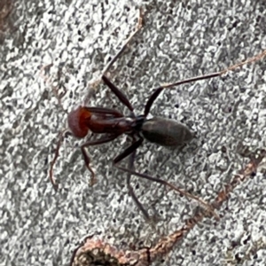 Iridomyrmex purpureus at Mount Ainslie to Black Mountain - 7 Apr 2024