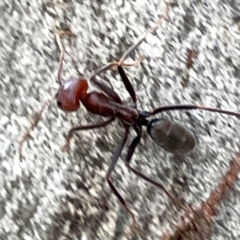 Iridomyrmex purpureus at Mount Ainslie to Black Mountain - 7 Apr 2024