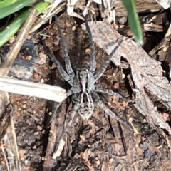 Unidentified Wolf spider (Lycosidae) at Campbell, ACT - 7 Apr 2024 by Hejor1