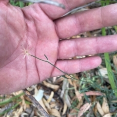 Chondrilla juncea (Skeleton Weed) at Ngunnawal, ACT - 7 Apr 2024 by andrewbt