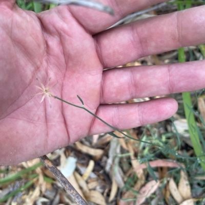 Chondrilla juncea (Skeleton Weed) at Ngunnawal, ACT - 7 Apr 2024 by andrewbt