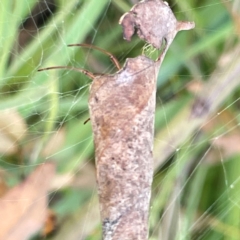 Phonognathidae (unofficial sub family) (Leaf curling orb-weavers) at Mount Ainslie to Black Mountain - 7 Apr 2024 by Hejor1