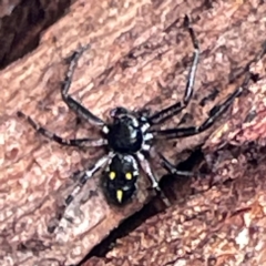 Tharpyna campestrata (Country Crab Spider) at Mount Ainslie to Black Mountain - 7 Apr 2024 by Hejor1